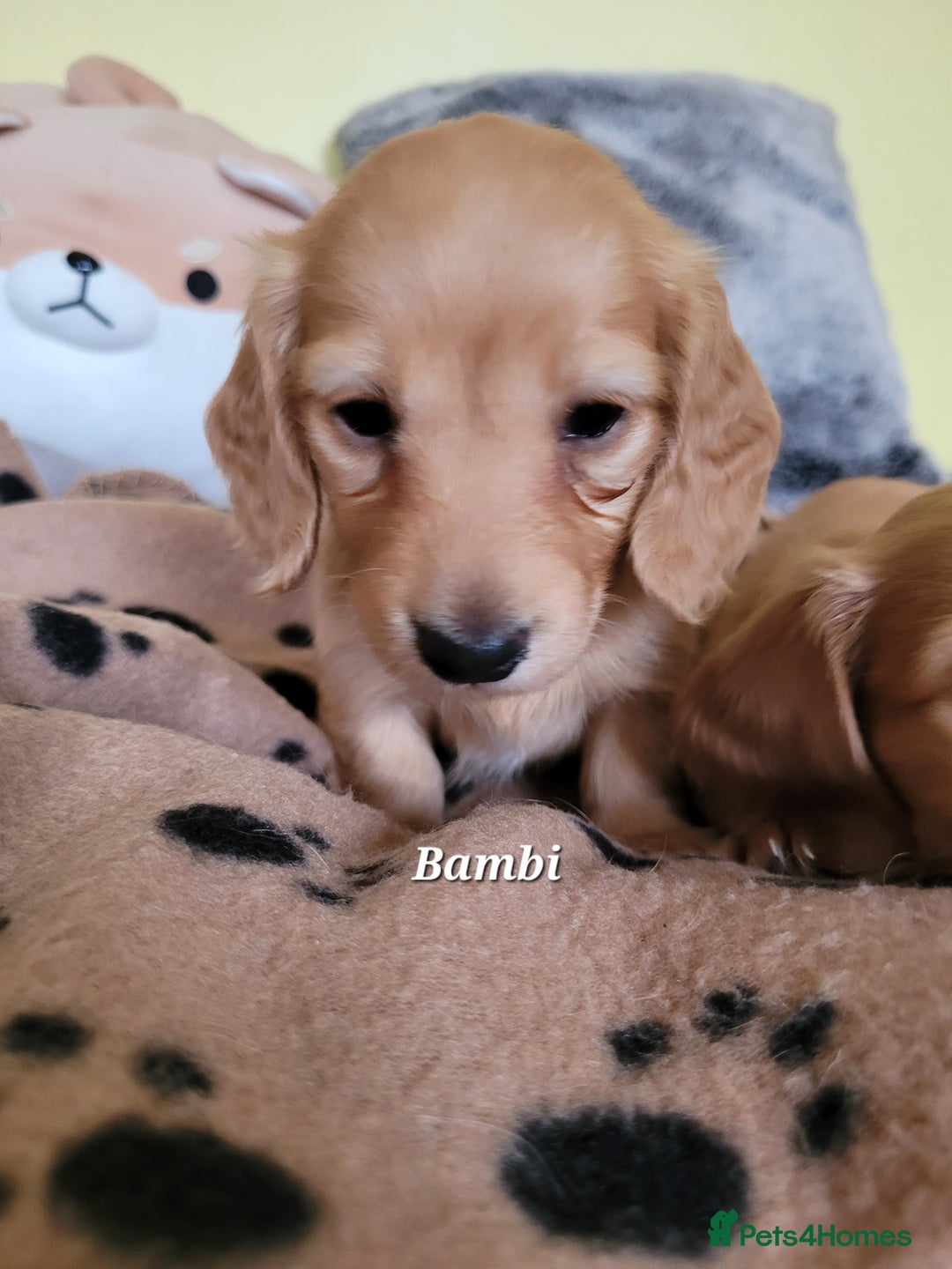 Dachshund dogs for sale: Long Haired KC Miniature Dachshund - Advert 11