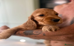 Cocker Spaniel dogs for sale: KC Registered Show Cocker Spaniel Puppies - Image 15