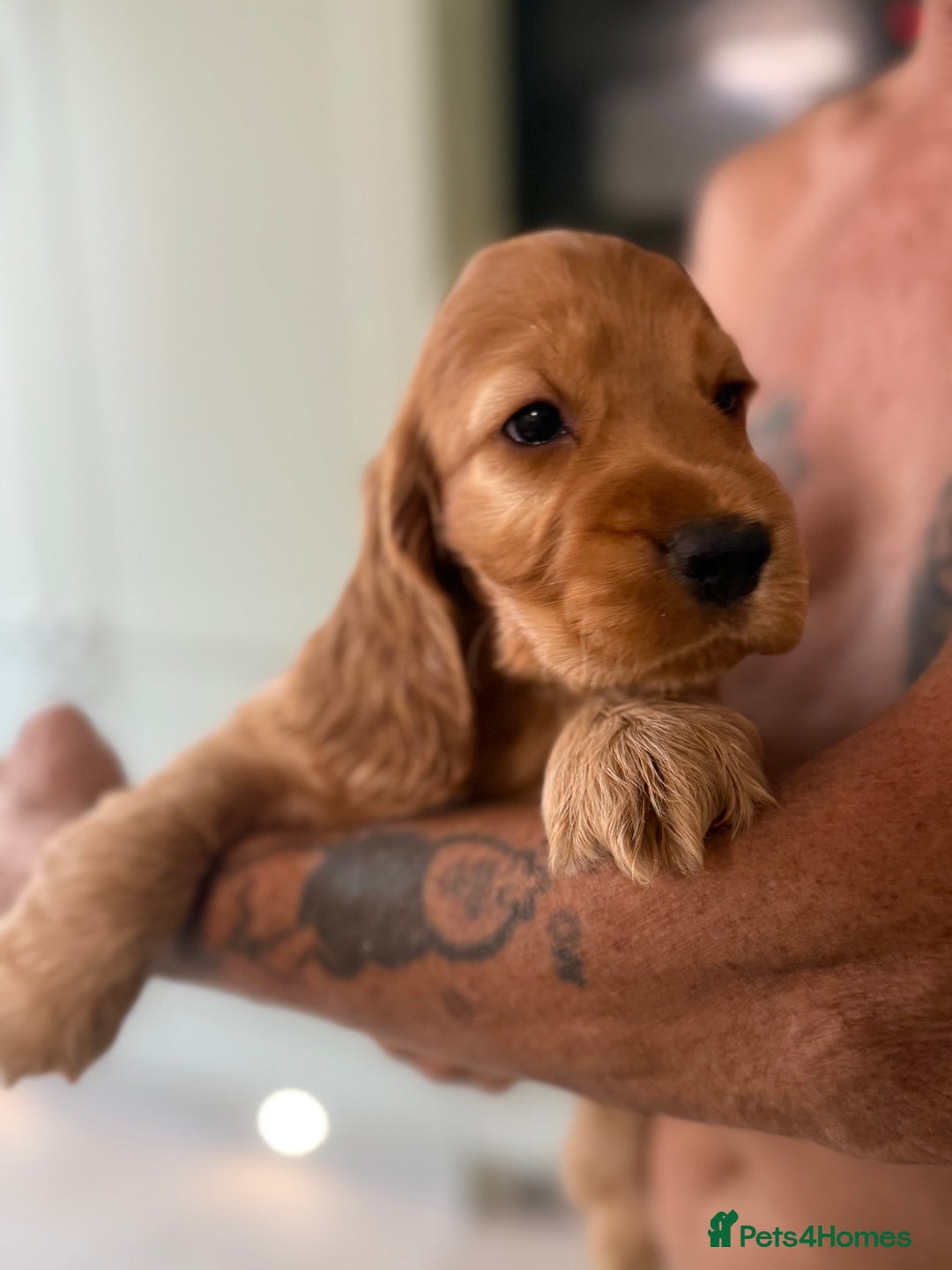 Cocker Spaniel dogs for sale: KC Registered Show Cocker Spaniel Puppies - Image 15
