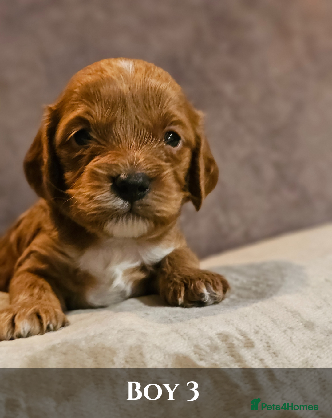 Cavapoo dogs for sale: 5 Beautiful Deep Red F1B Cavapoo Pups - Advert 17