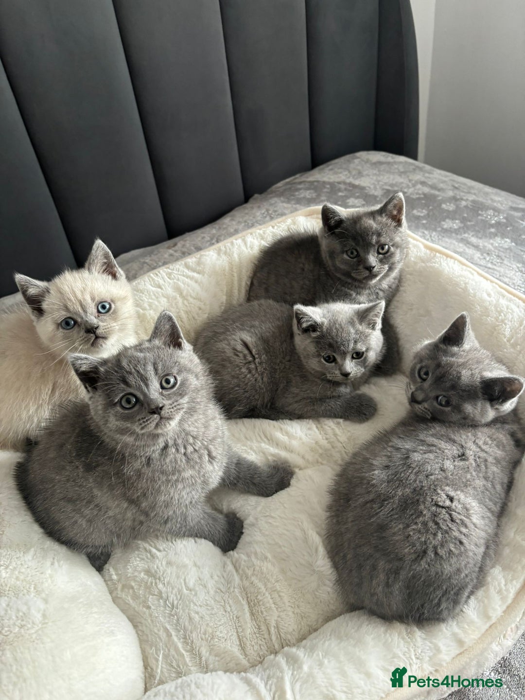British Shorthair cats for sale: British shorthair kittens - Image 16