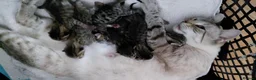 Bengal cats for sale: Snow Bengal x kittens  - Advert 5