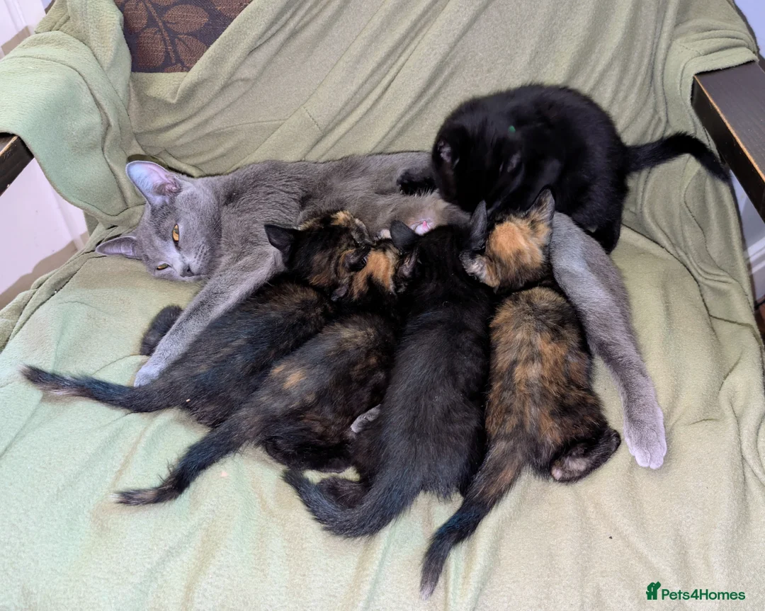 Russian Blue cats for sale: Adorable Russian Blue cross kittens - Advert 12