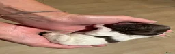 English Springer Spaniel dogs for sale: Litter of springer spaniel puppies!  - Advert 13