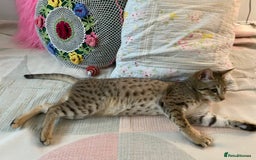 Savannah cats for sale: STUNNING SAVANNAH girl F5 sbt pure pedigree  - Image 16