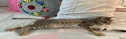 Savannah cats for sale: STUNNING SAVANNAH girl F5 sbt pure pedigree  - Advert 17