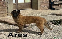 Belgian Shepherd Dog dogs for sale: Belgian Tervuren Shepherd Males available now - Advert 4