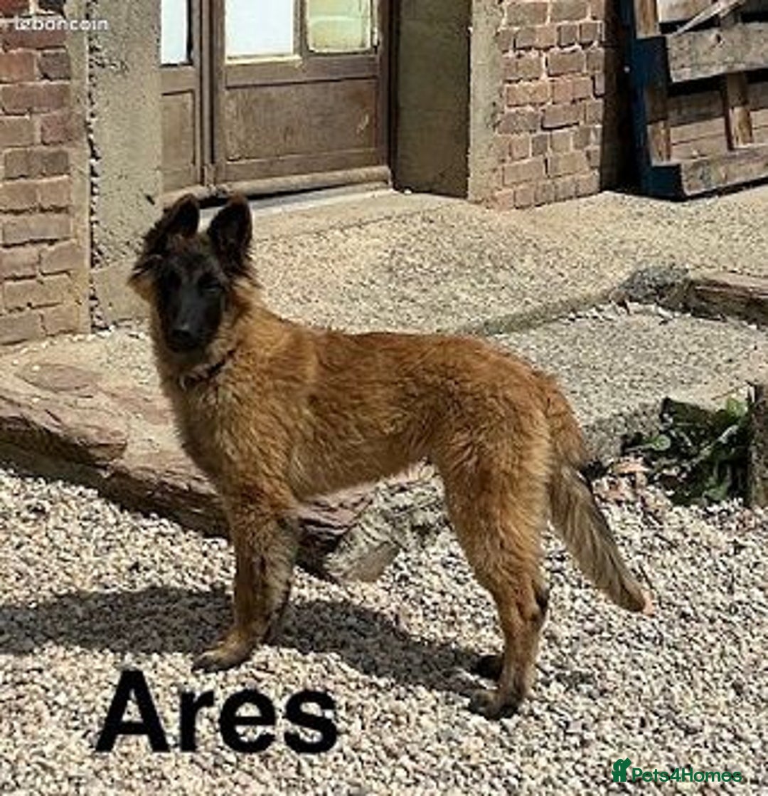 Belgian Shepherd Dog dogs for sale: Belgian Tervuren Shepherd Males available now - Advert 4