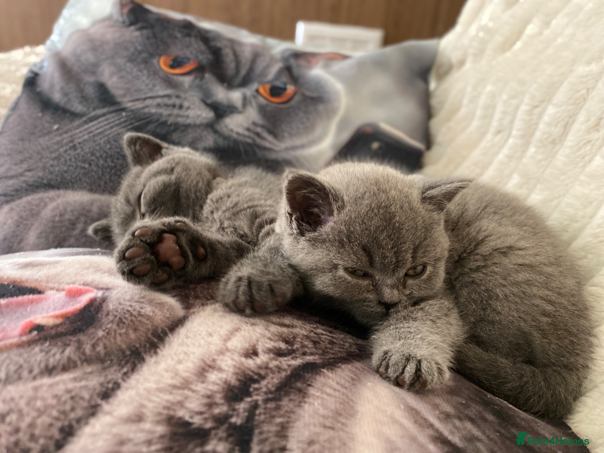 British Shorthair cats READY❤️PURE BRITISH SHORTHAIR ONE BOY LEFT  - Advert 8