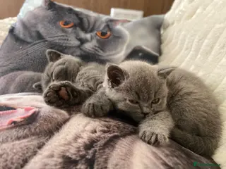 British Shorthair cats READY❤️PURE BRITISH SHORTHAIR ONE BOY LEFT - Advert 8