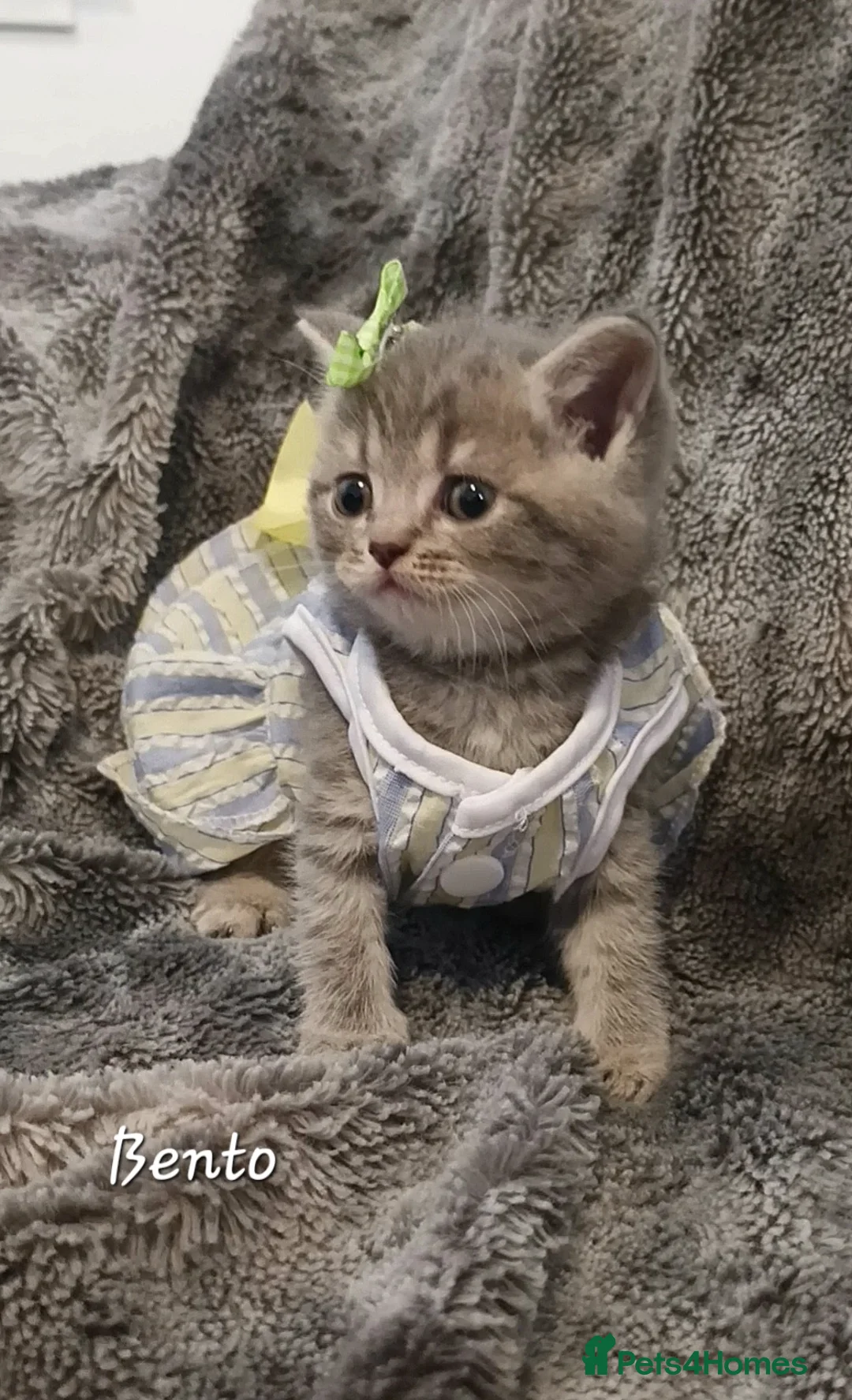 British Shorthair cats for sale: Rose gold British Shorthair  - Advert 2