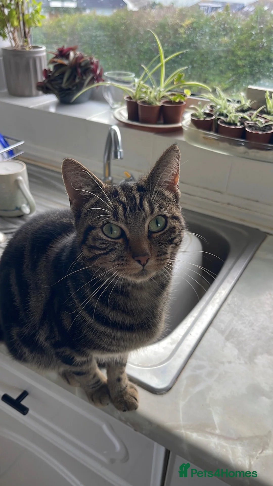 Domestic Shorthair cats for sale: Kittens ready for loving homes - Brighton  - Advert 2