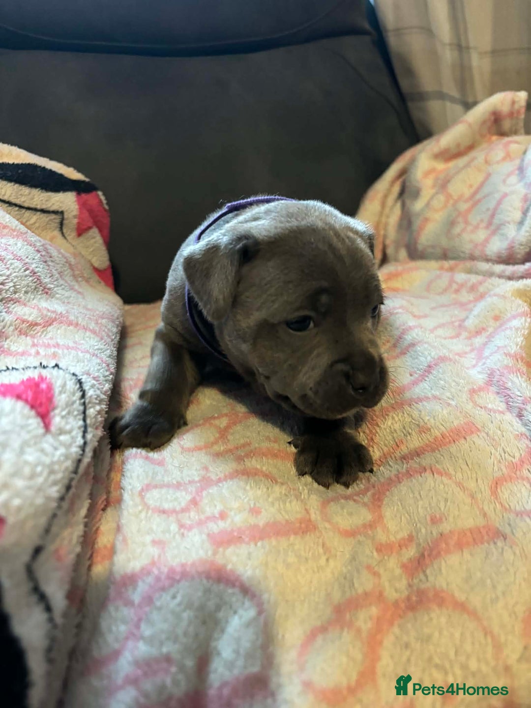 Staffordshire Bull Terrier dogs for sale: Two male four female - Advert 7