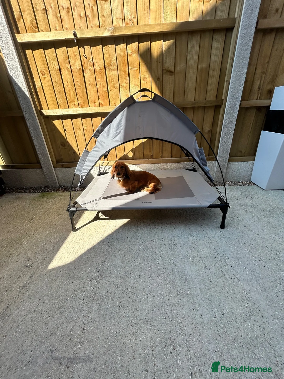 Miniature Dachshund dogs for sale: Miniature dachshund-Adult - Advert 2