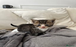 Mixed Breed cats for sale: Ready to go next week! cream tabby kittens - Image 6