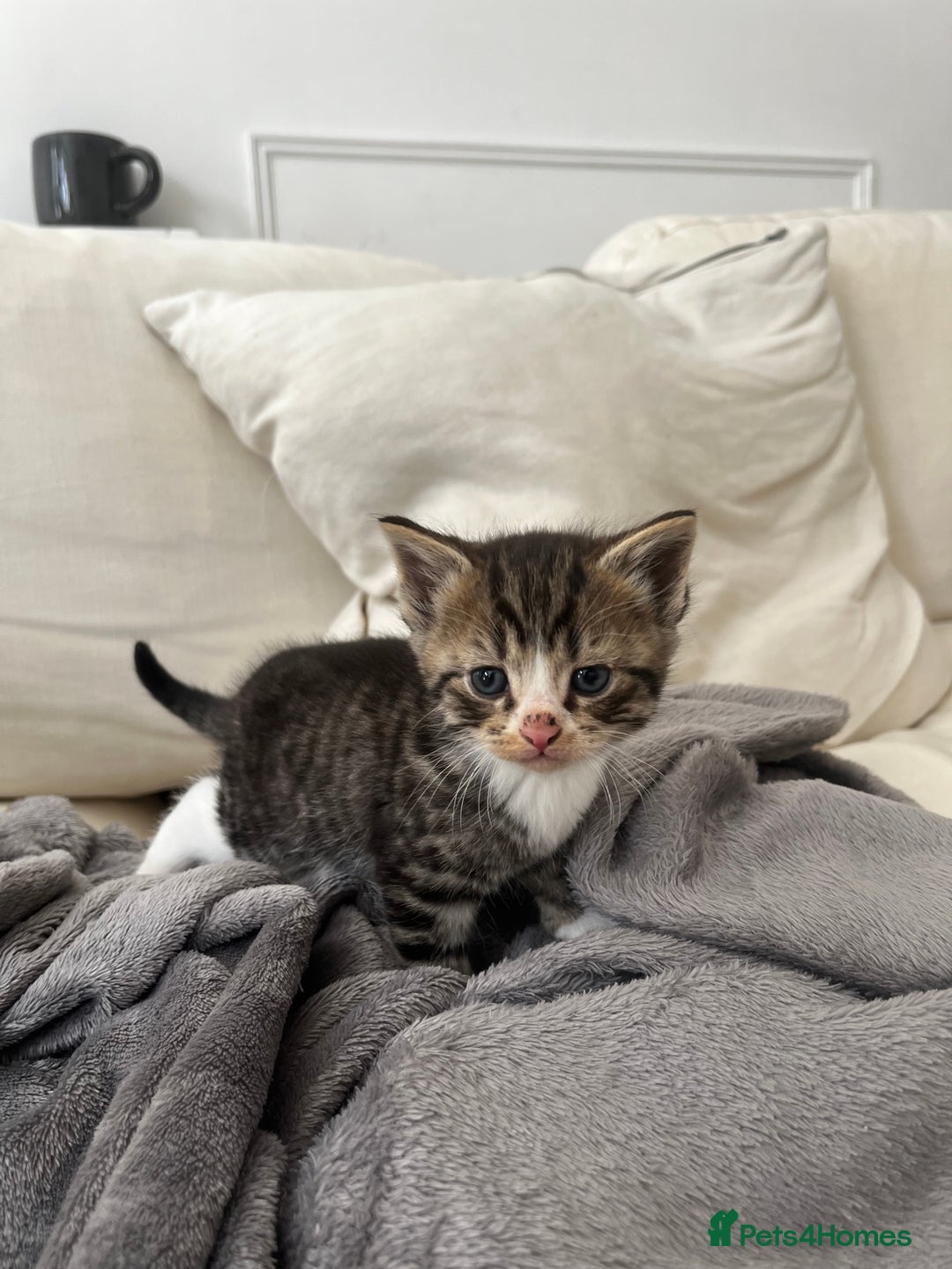 Mixed Breed cats for sale: Ready to go next week! cream tabby kittens - Image 6