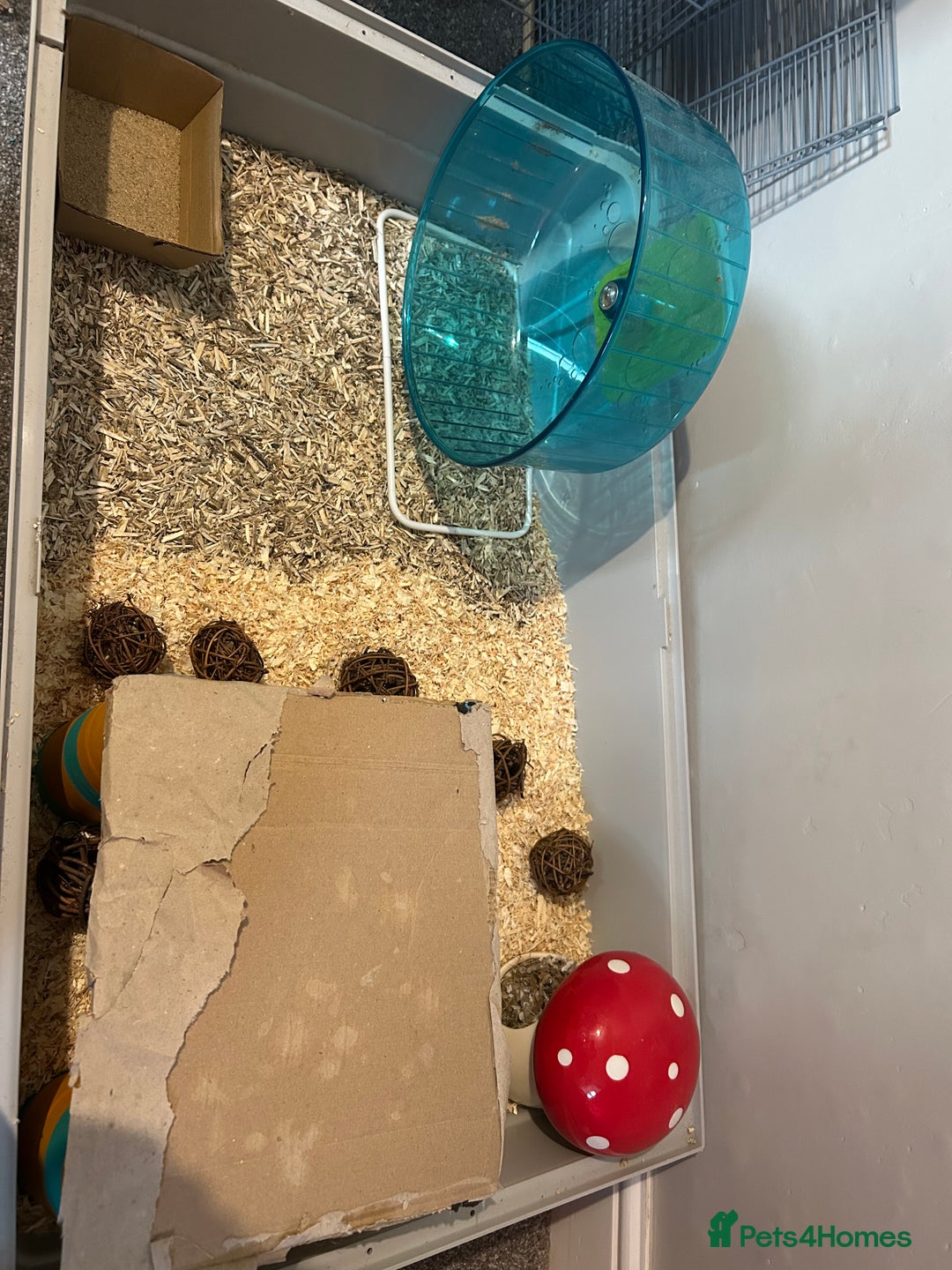 Gerbil rodents for sale: Friendly pair of gerbils  - Image 4