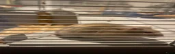 Hamster rodents for sale: Female hamster  in Preston - Advert 1
