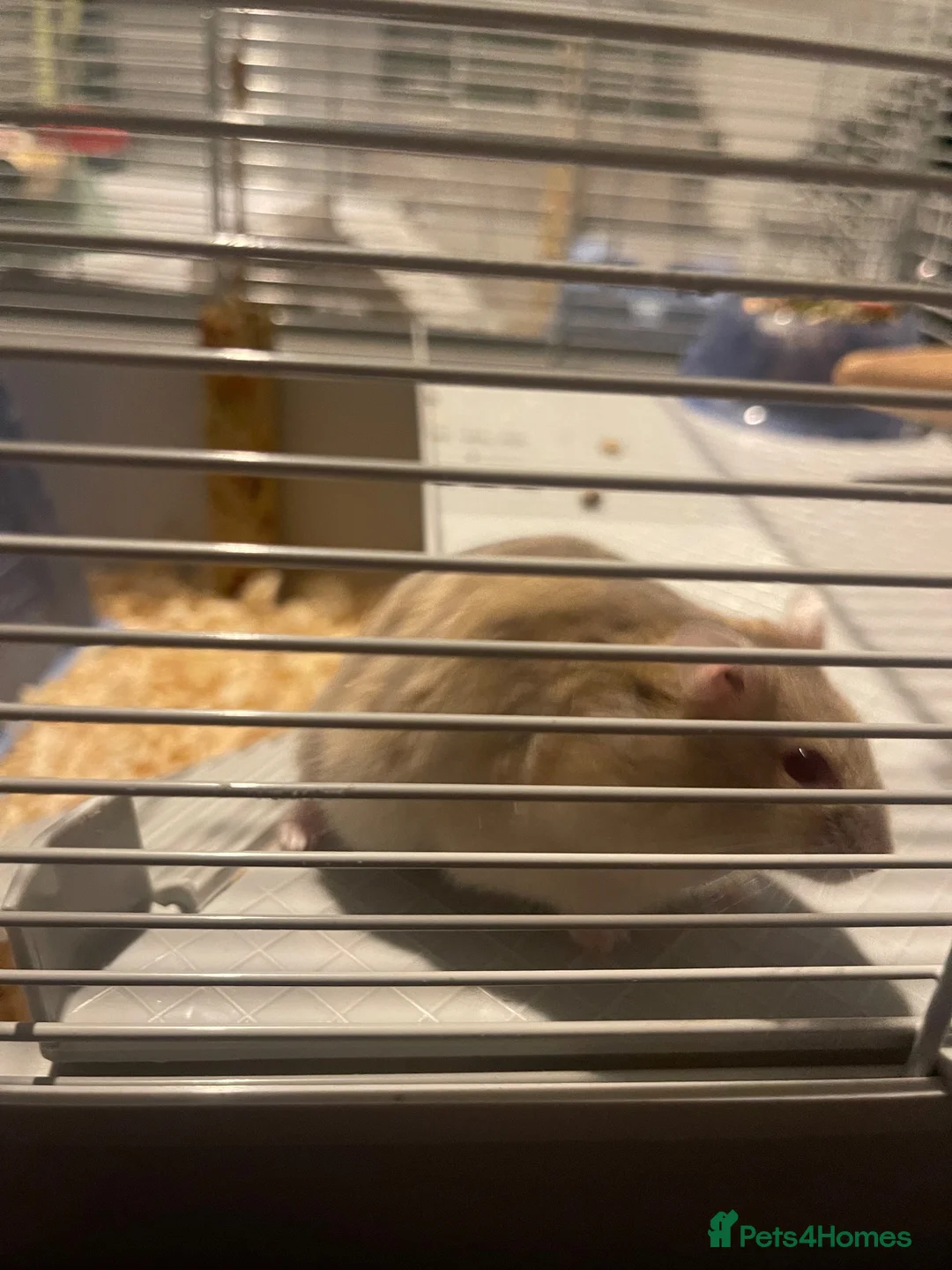Hamster rodents for sale: Female hamster  in Preston - Advert 1