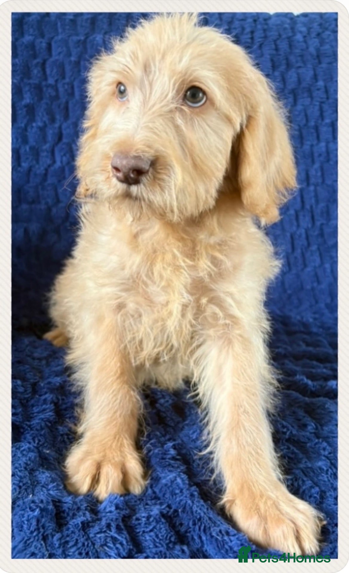 Labradoodle dogs Ready Now! Beautiful F1b Labradoodles  - Advert 1