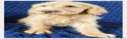 Labradoodle dogs for sale: Ready Now! Beautiful F1b Labradoodles  - Advert 1