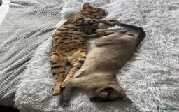 Bengal cats for sale: Salvador - bengal cat - Image 9