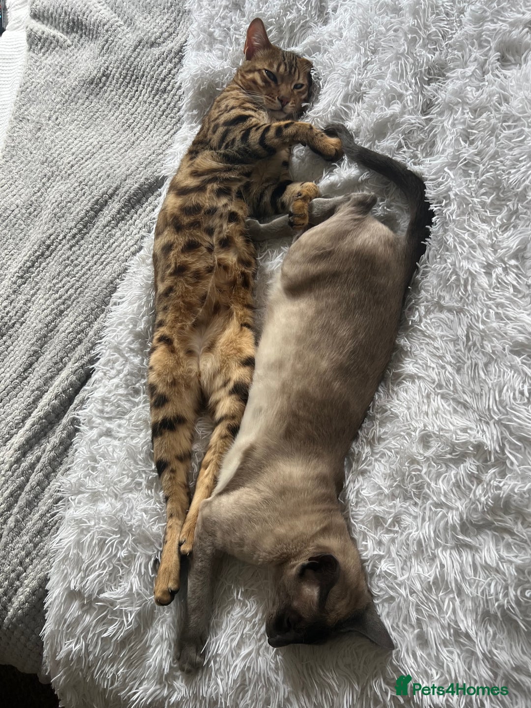 Bengal cats for sale: Salvador - bengal cat - Image 9