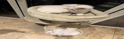 Mixed Breed cats for sale: 5 Beautiful Kittens Looking for Loving Homes - Advert 7