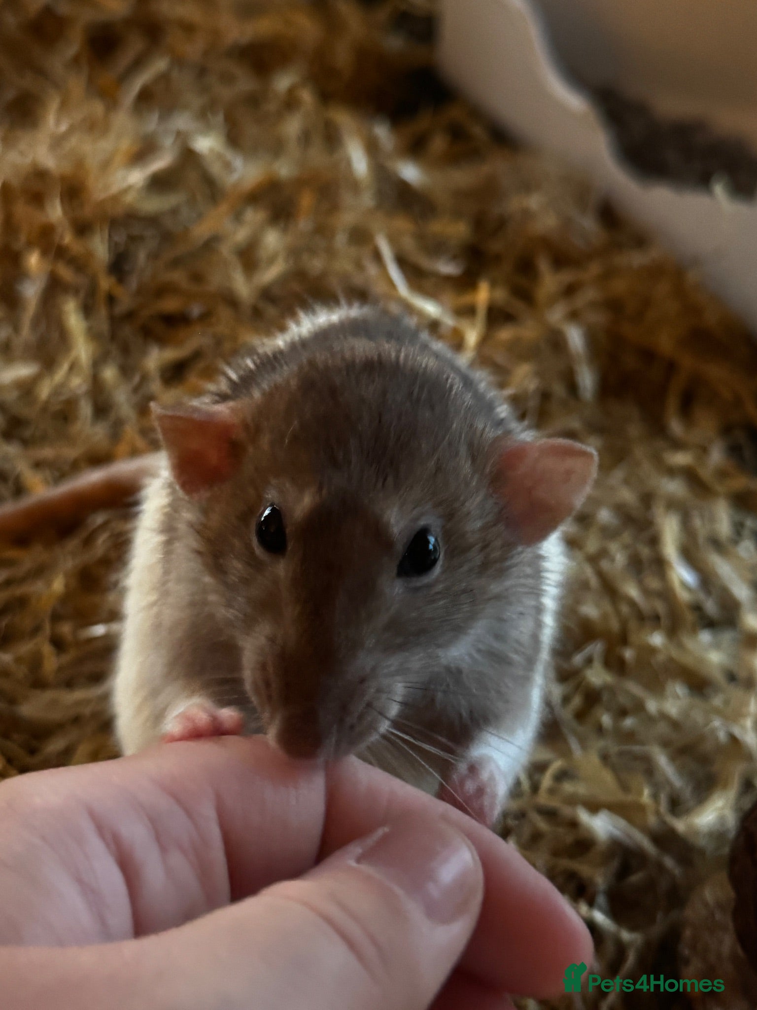 Rat rodents 4 Beautiful Rats + Large Cage - Advert 1