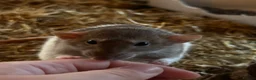 Rat rodents for sale: 4 Beautiful Rats + Large Cage in London - Advert 1
