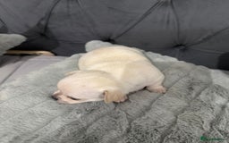 Chihuahua dogs for sale: Puppies chihuahuas 1 boy and 2 little princesses  - Image 5