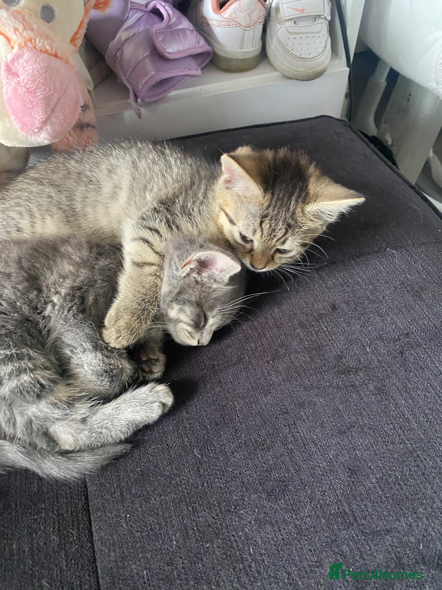 Mixed Breed cats 2 loving cuddly kittens looking for a forever home - Advert 2