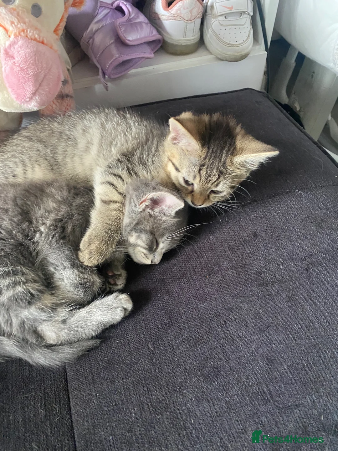 Mixed Breed cats for sale: 2 loving cuddly kittens looking for a forever home - Advert 1
