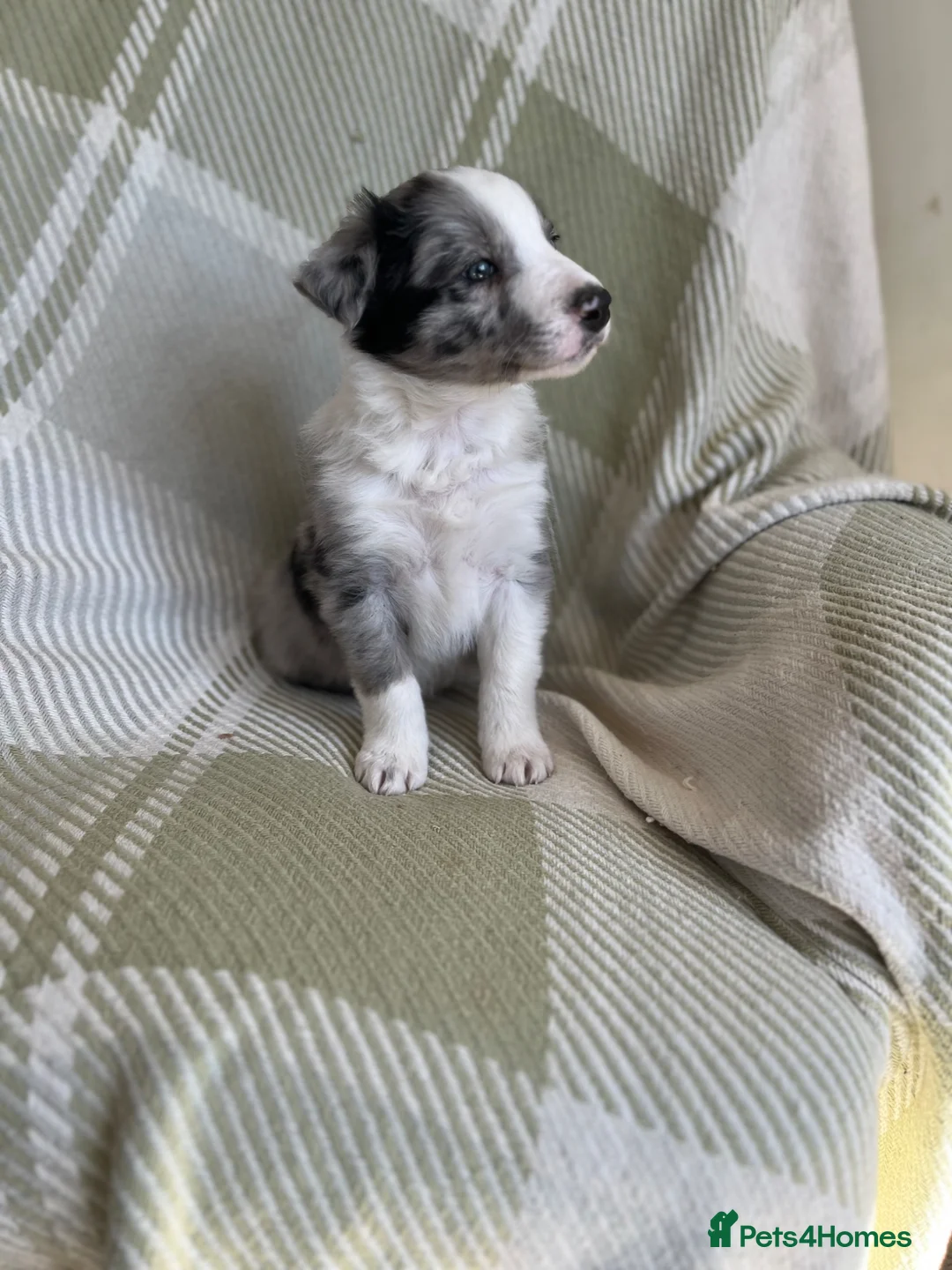 Border Collie dogs for sale: Beautiful Blue Merle Border Collie Puppies  - Advert 10