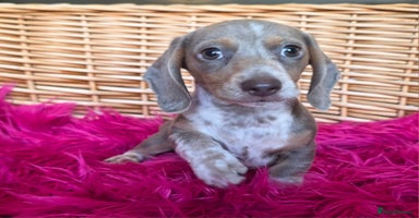 Miniature Dachshund dogs - Advert 14