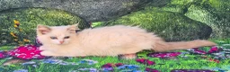 Ragdoll cats for sale: GCCF Registered Ragdoll Kittens  - Advert 20