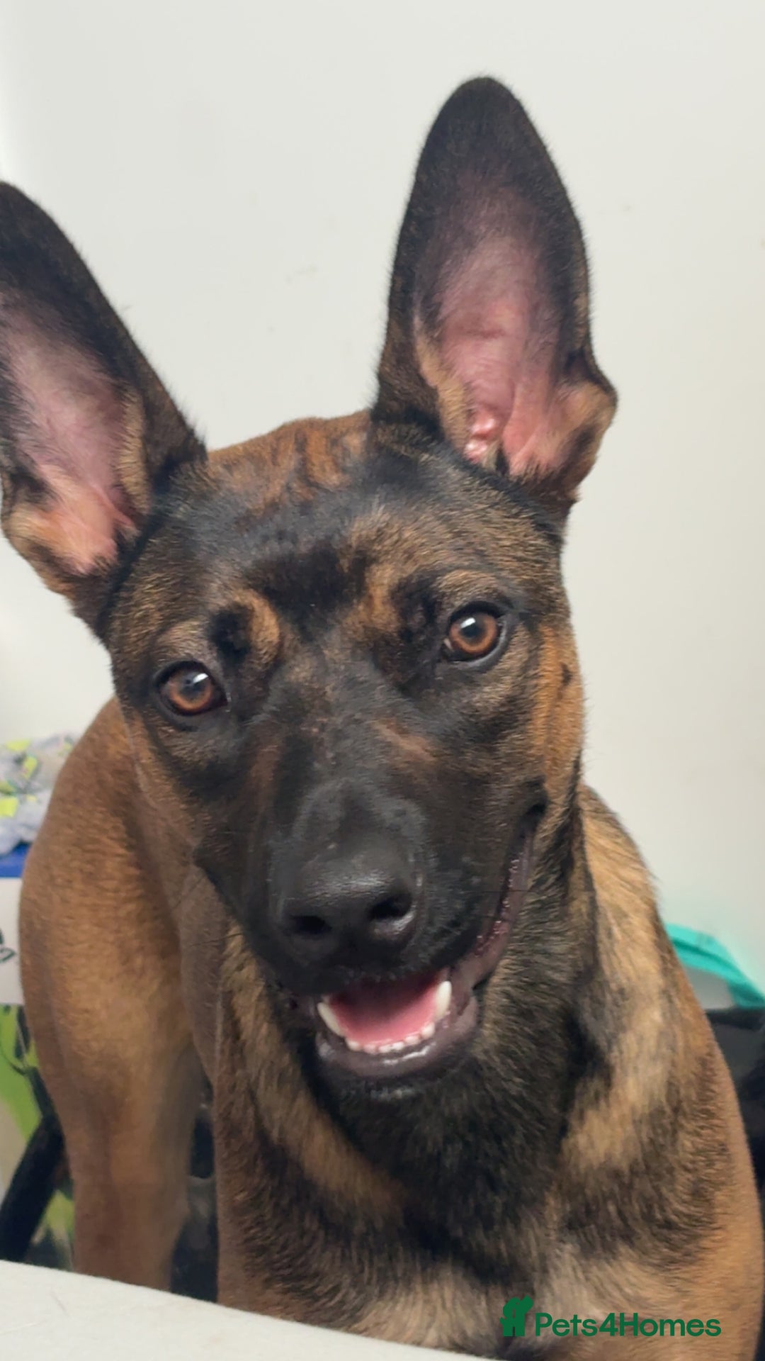 Belgian Shepherd Dog dogs for sale: Nova  - Advert 3