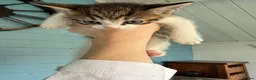 Mixed Breed cats for sale: 7 gorgeous mixed breed kittens  - Advert 6