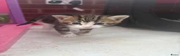 Mixed Breed cats for sale: Male kitten  in Abergele - Advert 2