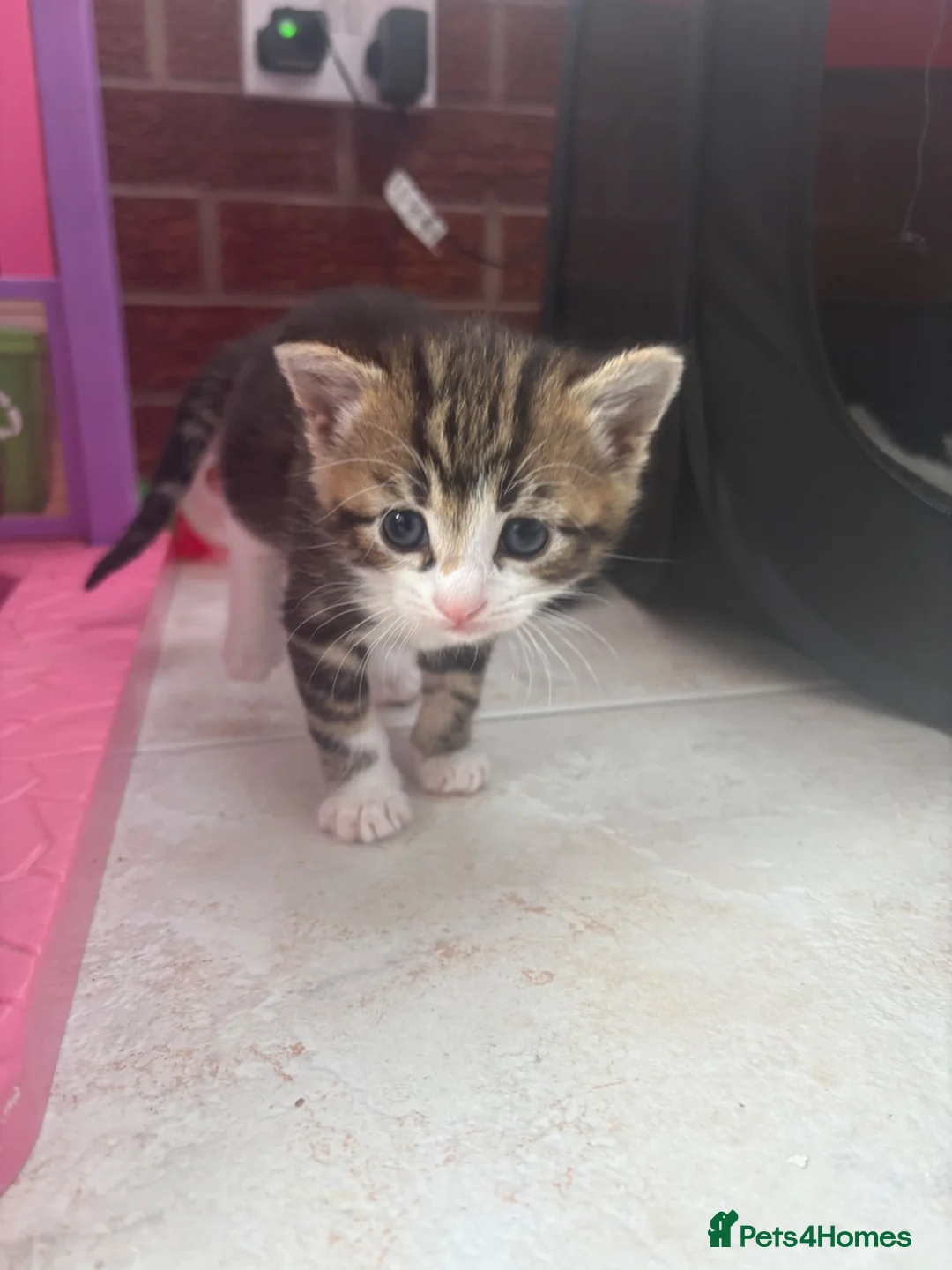 Mixed Breed cats for sale: Male kitten  in Abergele - Advert 2