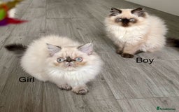Persian cats for sale: Persian Kittens For Sale ! - Image 6