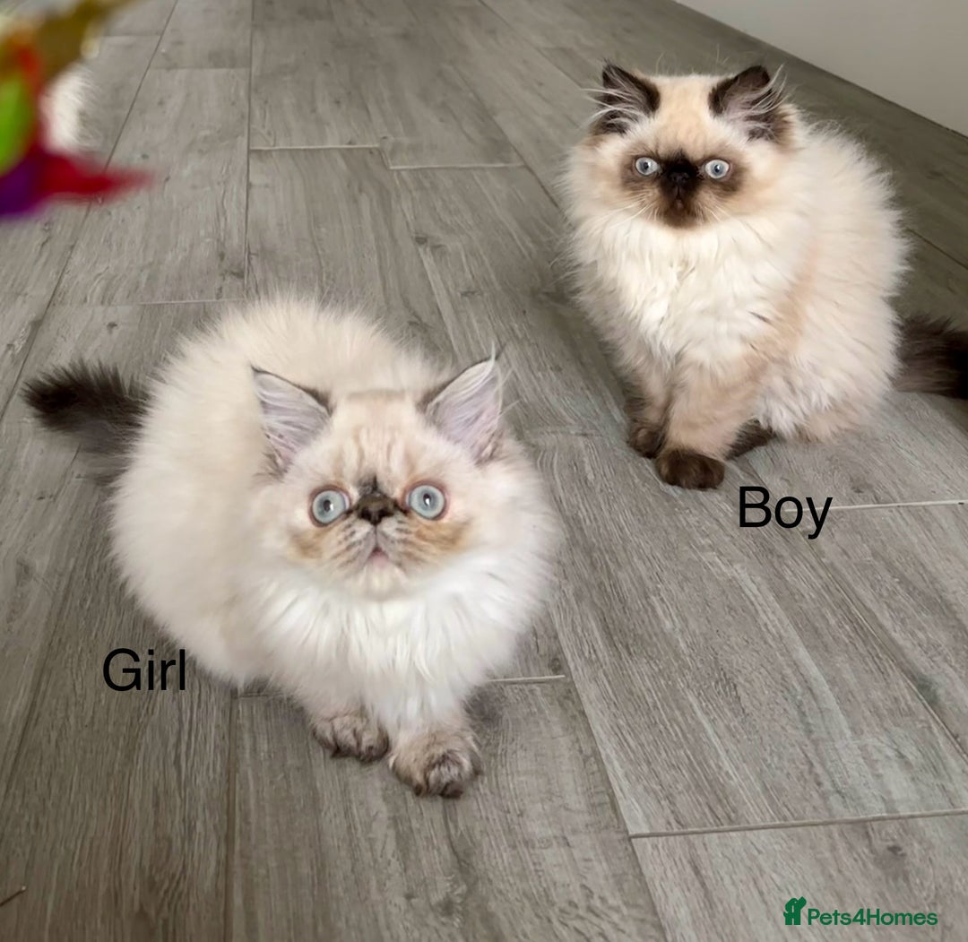 Persian cats for sale: Persian Kittens For Sale ! - Image 6