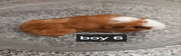Guinea Pig rodents for sale: Baby guineapigs ready now  - Advert 12