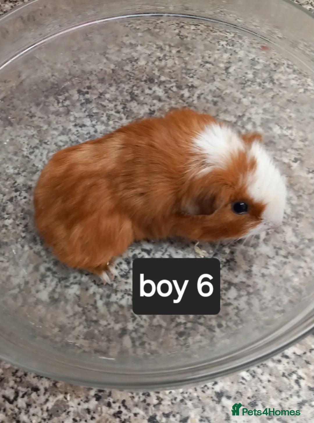 Guinea Pig rodents for sale: Baby guineapigs ready now  - Advert 12