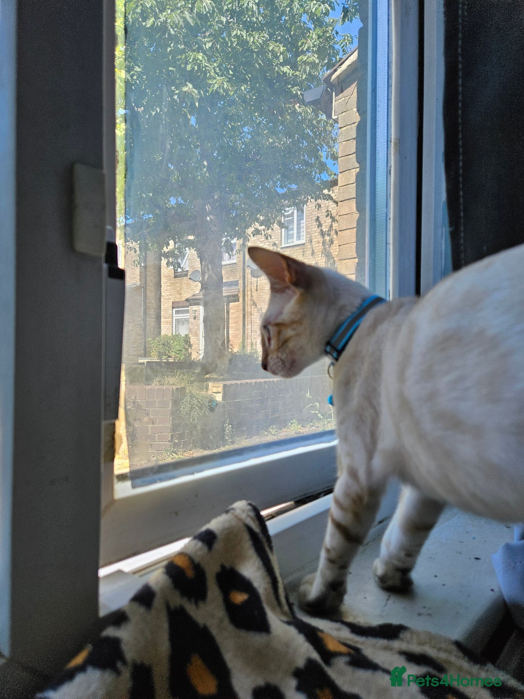 Bengal cats for sale: Snow bengal kittens for loving homes  - Image 28