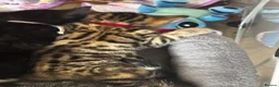 Bengal cats for sale: bengal cross kittens - Advert 13