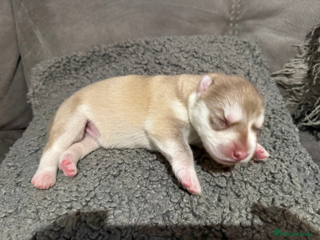 Siberian Husky dogs for sale: Husky fuzzballs - Image 1