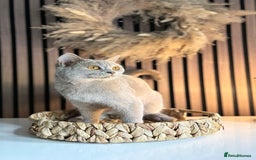 British Shorthair cats for sale: Two female British shorthairs - Image 4