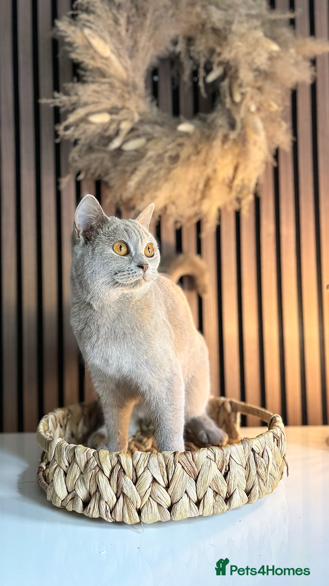 British Shorthair cats for sale: Two female British shorthairs - Image 4