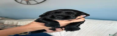 Cocker Spaniel 2